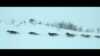 Dog sledding in the Arctic