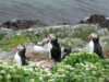 Sea puffins
