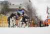  Sled dog race in Alta