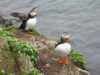 Sea Puffin