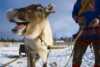 Reindeer