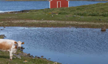 Cow and boathouse