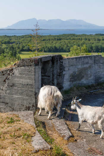 Goat at a WW2 ruins