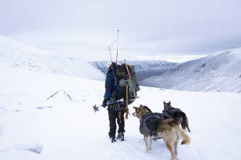 A glacier guide with pack dogs