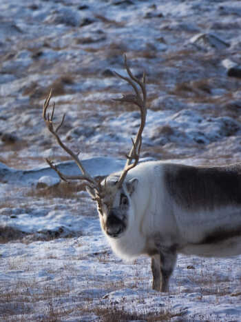 A male Svalbard reindeer (bull)