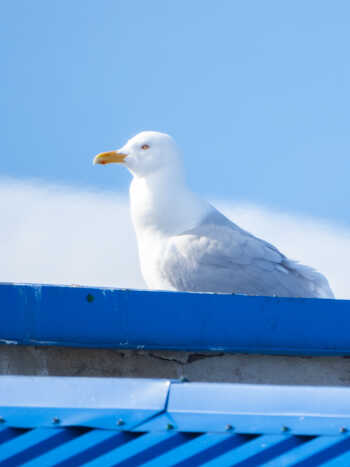 A Glaucous Gull in Barentsburg