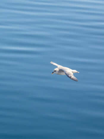 A Northern fulmar over a fjord