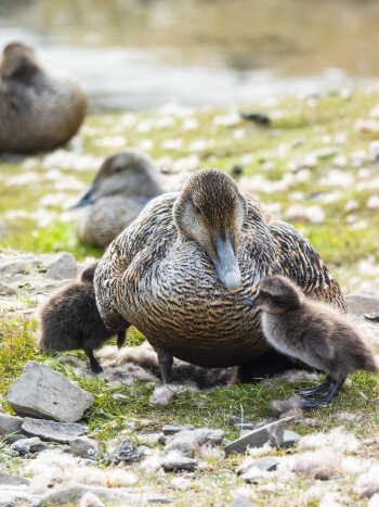 Female common eider with a duckling