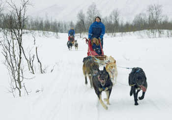 Dog sledding in Tamokdalen