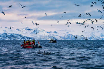 Whalesafari in Skjervøy