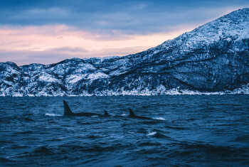Whale watching in Skjervøy