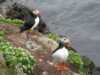 Sea puffins