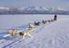 Dog Sledding on Kvaløya
