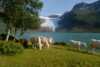 Svartisen 