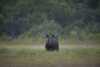 Moose