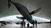 The Whale