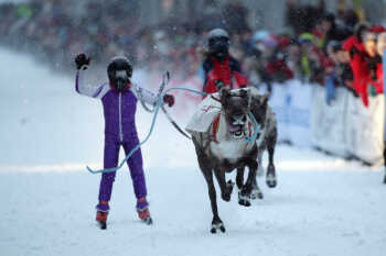 Reindeer race in the city