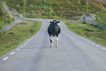 Cow in freedom