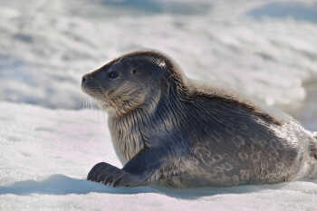 Seal at Svalbard