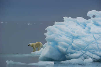 Polar bears, fauna