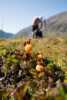 Cloudberry