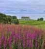 Summer flora and a old farm