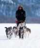 Dog sledding