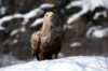 Sea Eagle