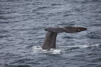 Whale safari