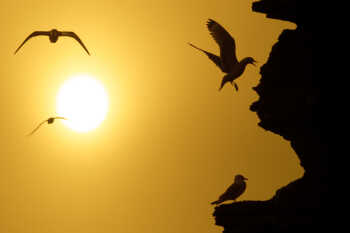 Bird cliff in Midnight Sun