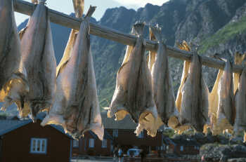 Stockfish, Moskenes