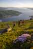 Narvikfjellet Summer Hike