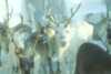 Reindeer