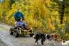 Dogs and activities in Pasvik