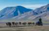 Dog sledding on wheels
