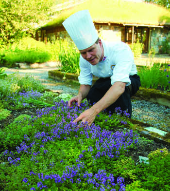 Chef in the herb garden