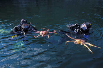 King crab diving
