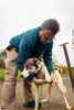 Dogs and activities in Pasvik