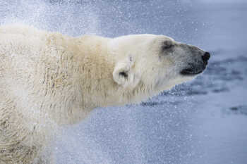 Polar Bear at Svalbard