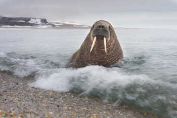 Wallrus at Svalbard