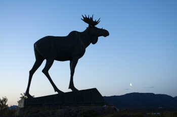 Moose statue