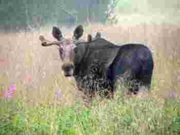 Moose in flower meadow