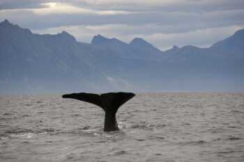 Whale safari