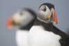 Sea puffins