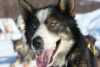 Husky dog
