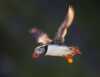 Atlantic puffin