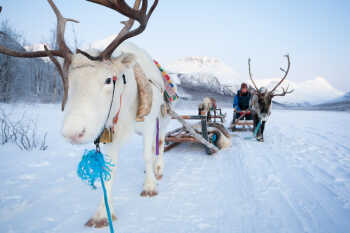 Reindeer with sleigh