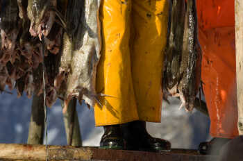 Stockfish at Henningsvær