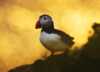 Atlantic puffin