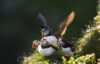 Atlantic puffin